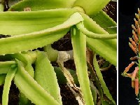 Aloe yemenica (Saafan, Yemen) (also by 50 seeds) RARELY PROPOSED